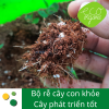 Phân bón hữu cơ Eco root sử dụng cho cây giống ươm trong vỉ