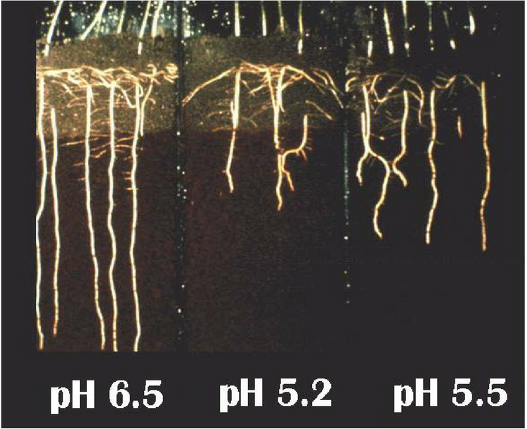 Quá trình chuyển hoa pH trong đất