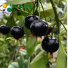 Cây cherry brazil trai chùm chín màu đen, cây ra nhiều trái