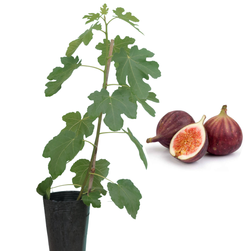 Cây sung mỹ Black Genoa giống cao hơn 60cm cây đang có trái