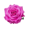 Hoa hồng tezza màu tím