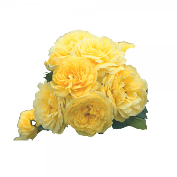 hoa hồng leo giàn yellow meilove