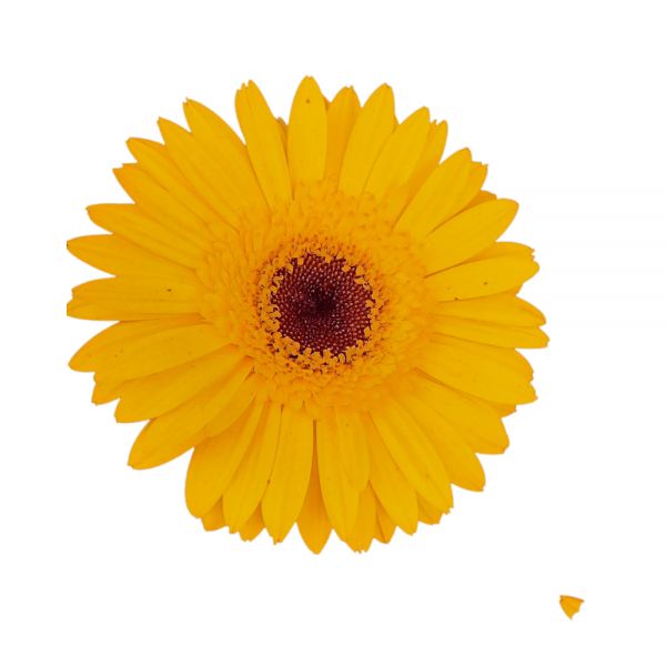 Bông hoa đồng tiền cánh kép màu vàng