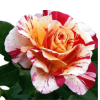 Bông hoa hồng Utrillo
