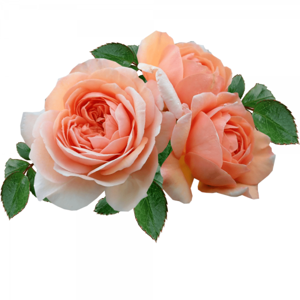Hoa hồng masora