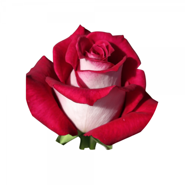 Bông hoa hồng Monica to, cánh dày, hương thơm