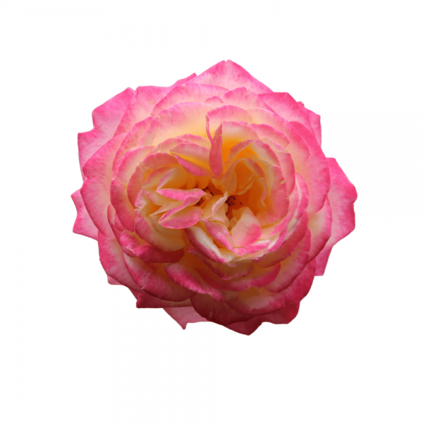 Bông hoa hồng Kordes Julibee
