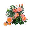 Hoa hồng Tezza màu cam