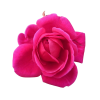 Hoa hồng ngoại Yves Catalina