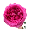 Bông hoa hồng Lafont