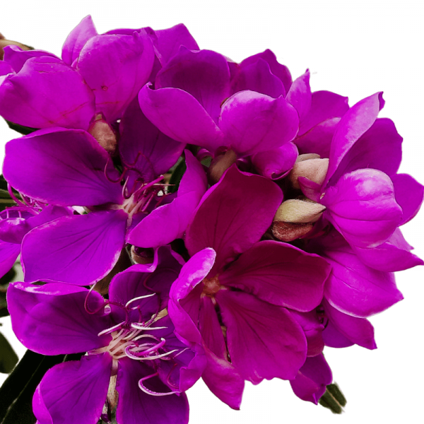 Chùm bông hoa mua úc màu tím rịm rất đẹp