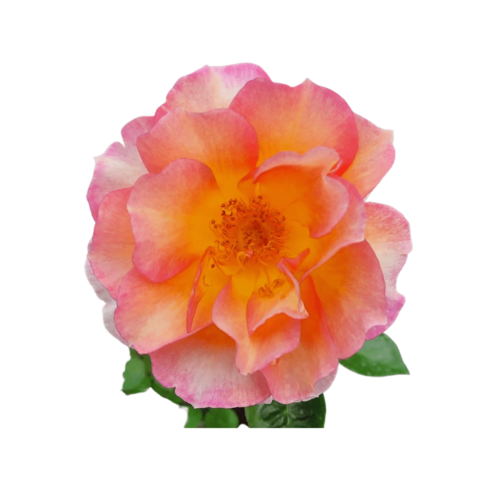 Bông hoa hồng ngoại la parisienne