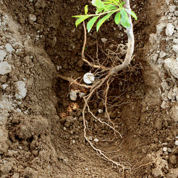 Viên nấm được chôn ở tần rễ cây