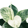 Cây đế vương kim cương