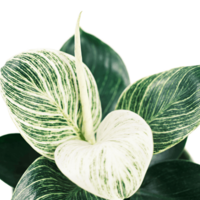 Cây đế vương kim cương