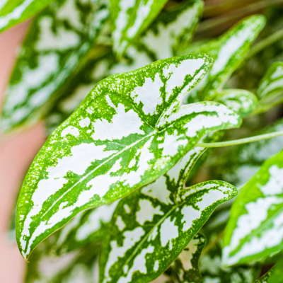 Dòng kiểng lá có màu phát sáng - ecolafa