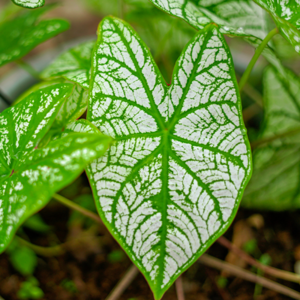 Caladium White Christmas