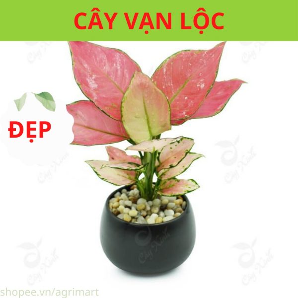 Vạn lộc là dòng cây nội thất dễ trồng