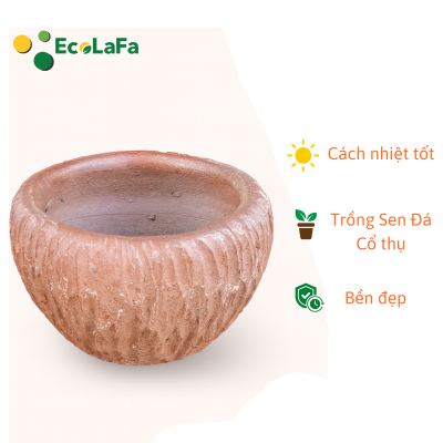 Chậu đất nung trồng Sen Đá