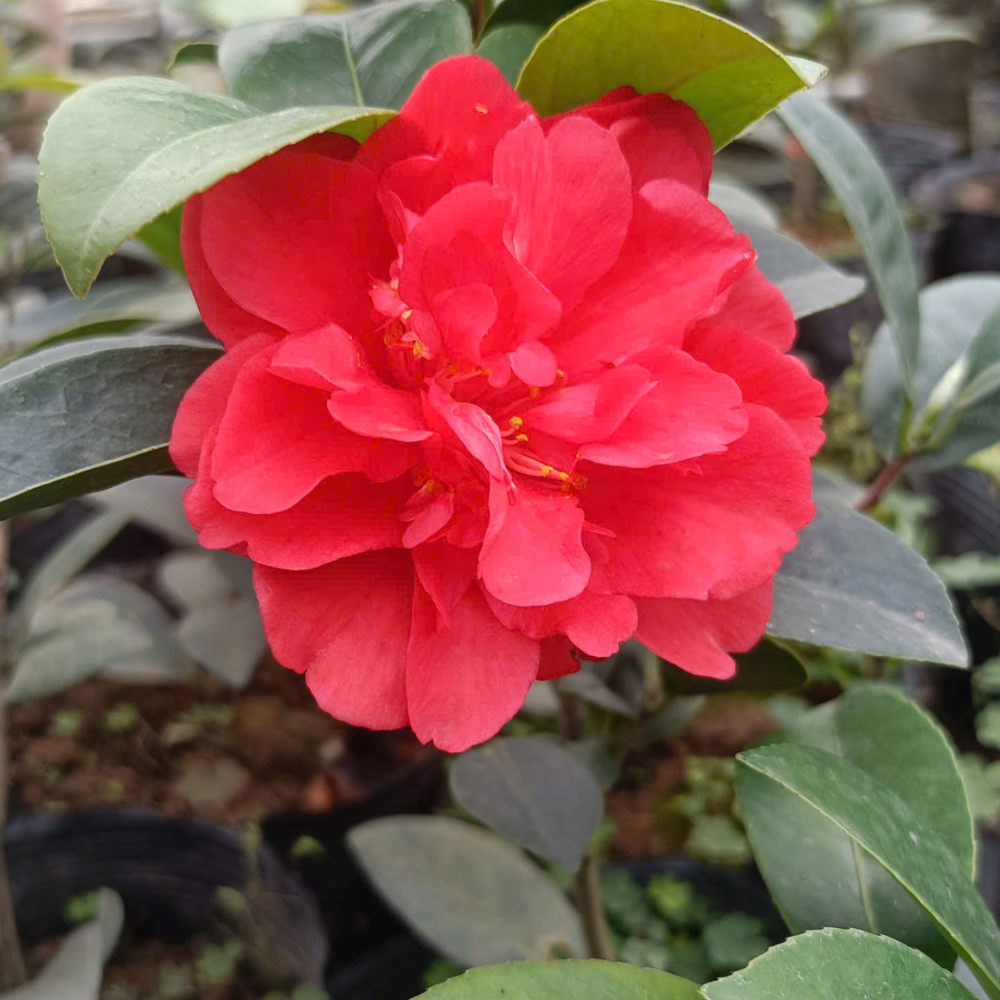 Hoa to, ra hoa 4 mùa Hoa to, ra hoa 4 mùa