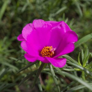 Cành giống cây hoa mười giờ Mỹ có bầu rễ,cành hoa to, màu sắc đẹp cây dễ trồng LAFA GARDEN