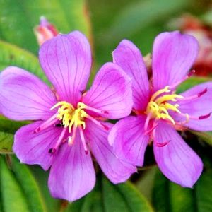 Cây giống hoa mua Úc