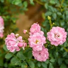 Cây hoa hồng Anh Fairy Rose – Cây có bầu đất khỏe mạnh