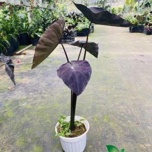 Cây môn đen Colocasia Black Coral