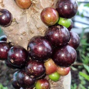 Cây nho thân gỗ, trái ra ở thân cây có màu đen, sai trái, cây giống có bầu rễ khỏe mạnh cao hơn 35 cm