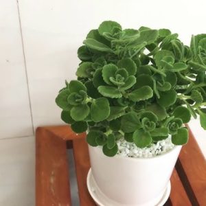 Cây sen đá thơm, cây lá thơm nhất mạt thiên hương, là giống cây cảnh để bàn có lá tỏa ra hương thơm