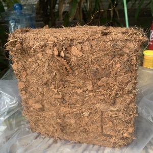 Dừa cục trồng cây kiểng lá bao lớn