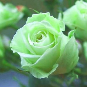 Jane Green – Hoa hồng xanh lá