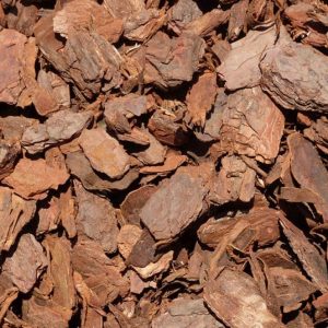 Vỏ thông nhập khẩu Châu Âu