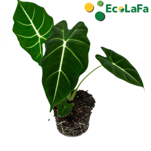 Alocasia Frydek-môn nhung