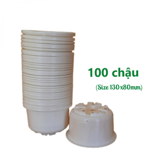 Chậu trồng sen đá lớn