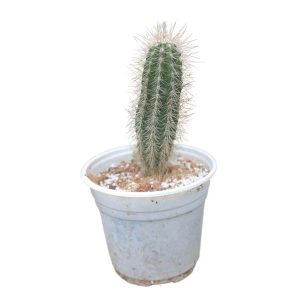 Chậu nhựa trồng sen đá kích thước 120x150mm
