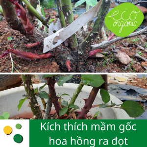 phân bón cho hoa hồng eco seaweed