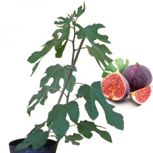 cây sung mỹ Violette De Bordeaux